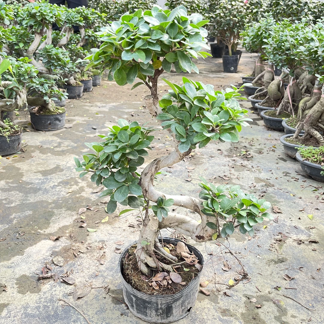 榕树造型盆景好养易活室内室外基地直发清仓处理一颗也包邮绿植