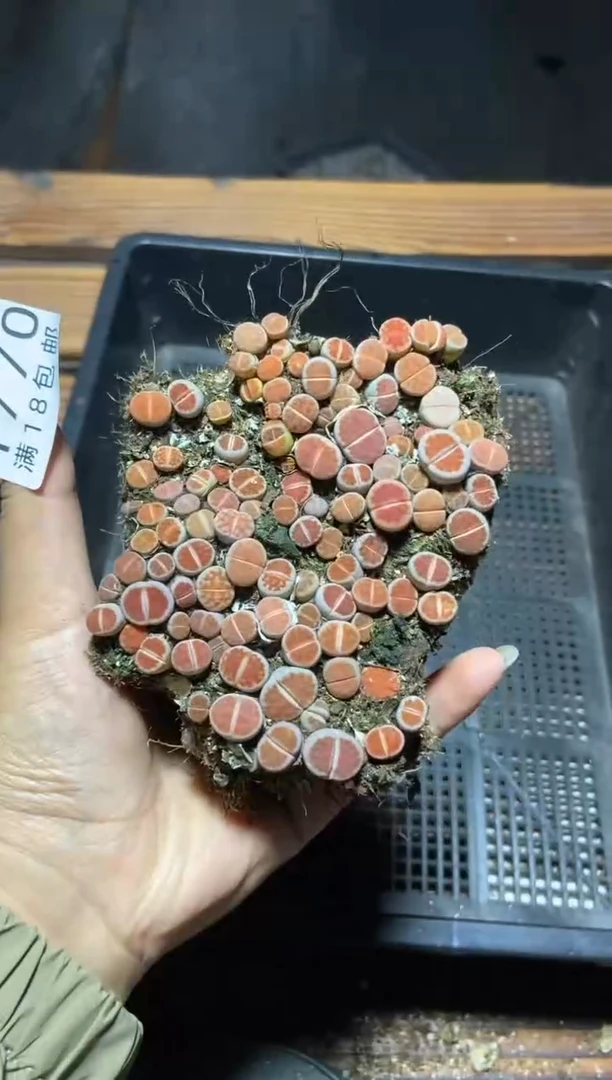 【闪购商品】1770花纹玉切糕有疤瑕疵