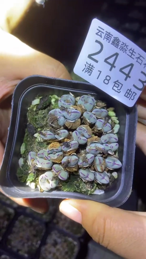 【闪购商品】2443元宝红边口笛微瑕一盒