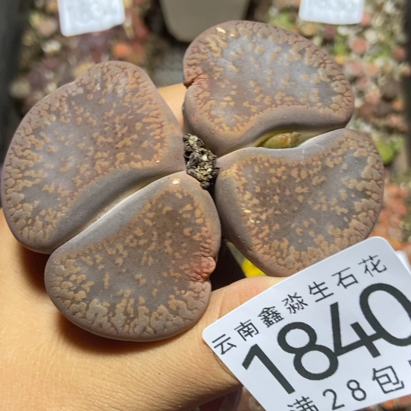 【闪购商品】1840特价日轮一颗有疤