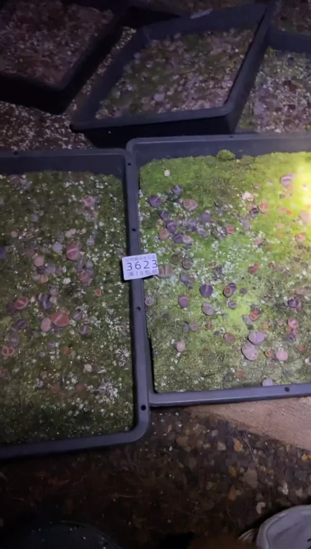 【闪购商品】3623混合2筐脱土有瑕疵