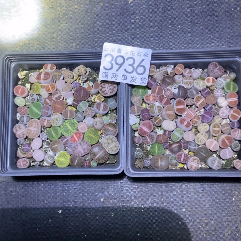 【闪购商品】3936发一盒混合量拍