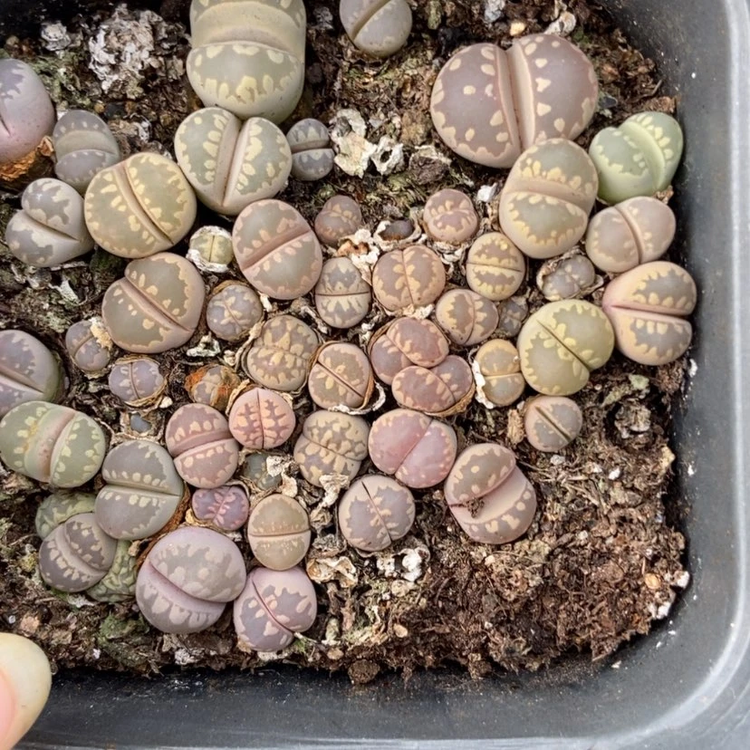 【闪购商品】6132一盒大牙