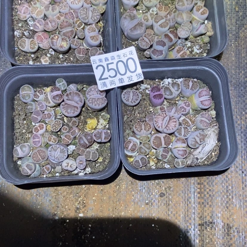 【闪购商品】2500特价1盒10方盒量拍大菊