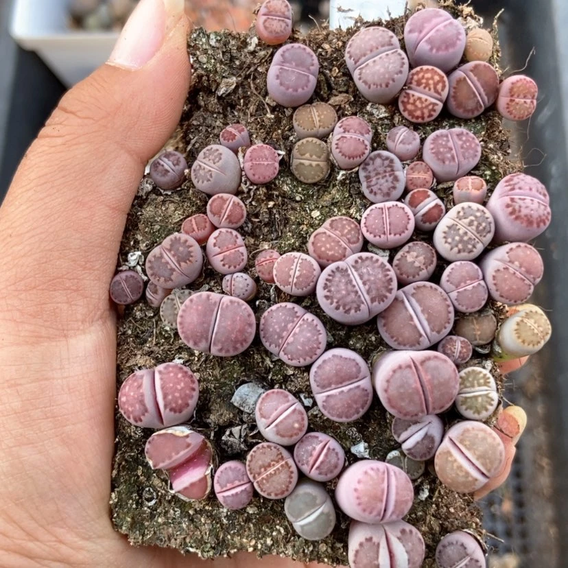 【闪购商品】5362紫混切糕