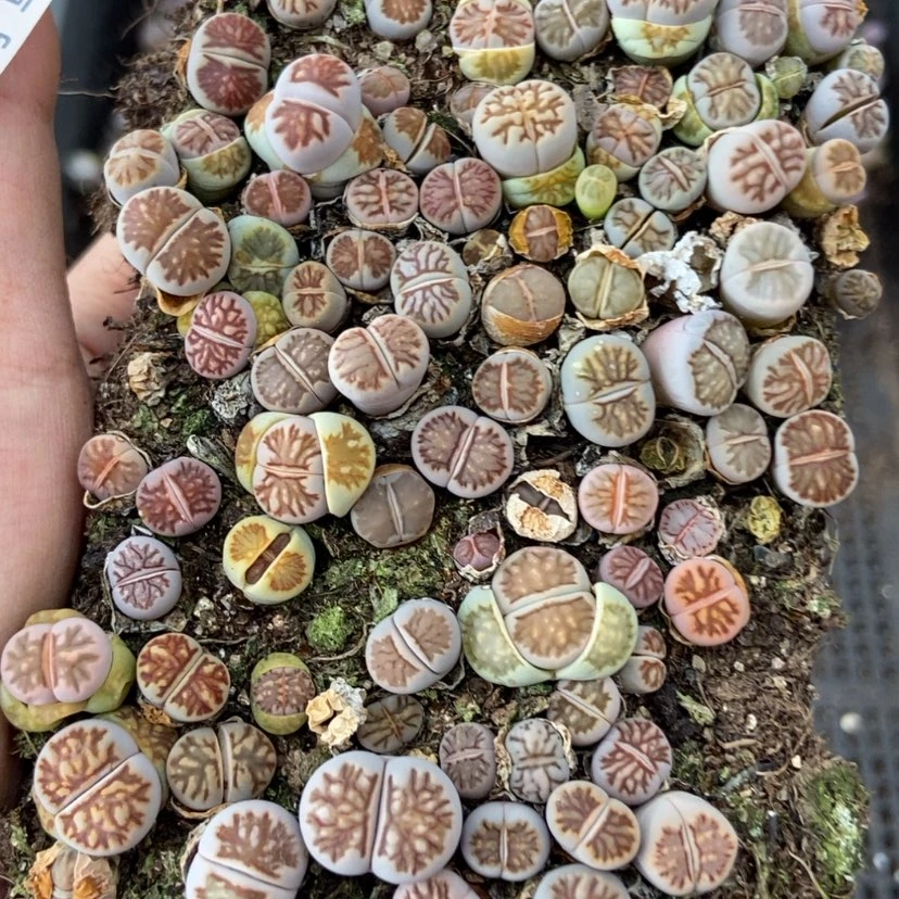 【闪购商品】2640菊切糕