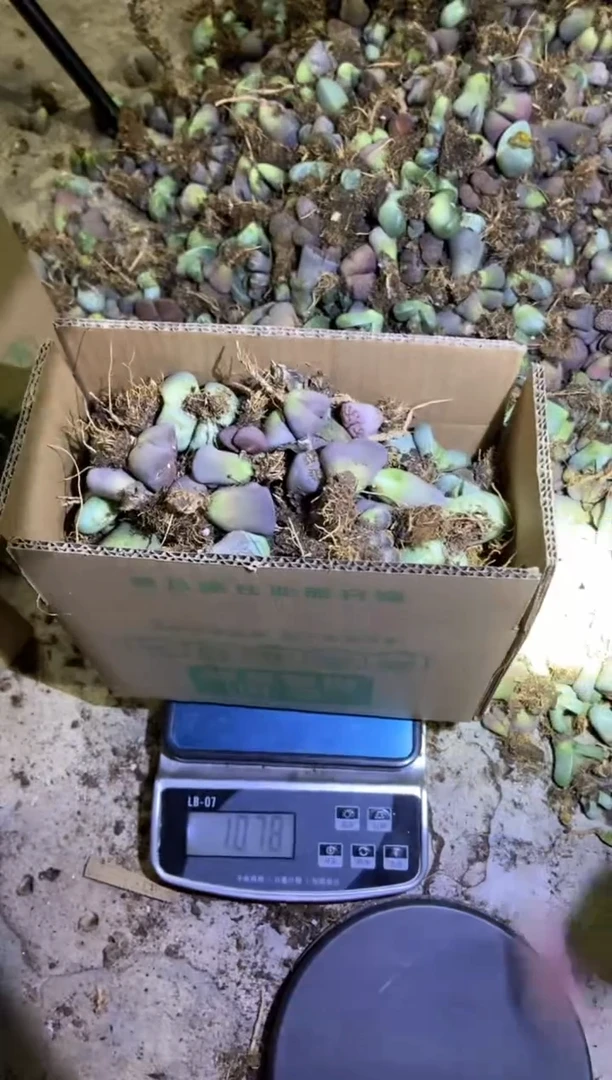 【闪购商品】金玲混生石花2斤装发货有疤长腿量拍