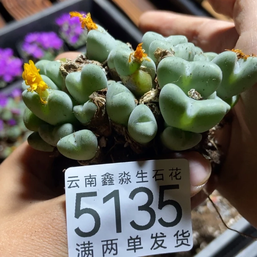 【闪购商品】5135爱心群
