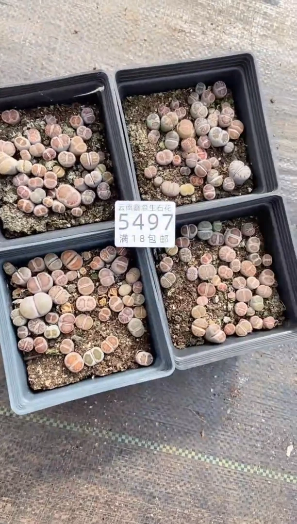 【闪购商品】5497十方菊有疤瑕疵发货2盒带盆土量拍