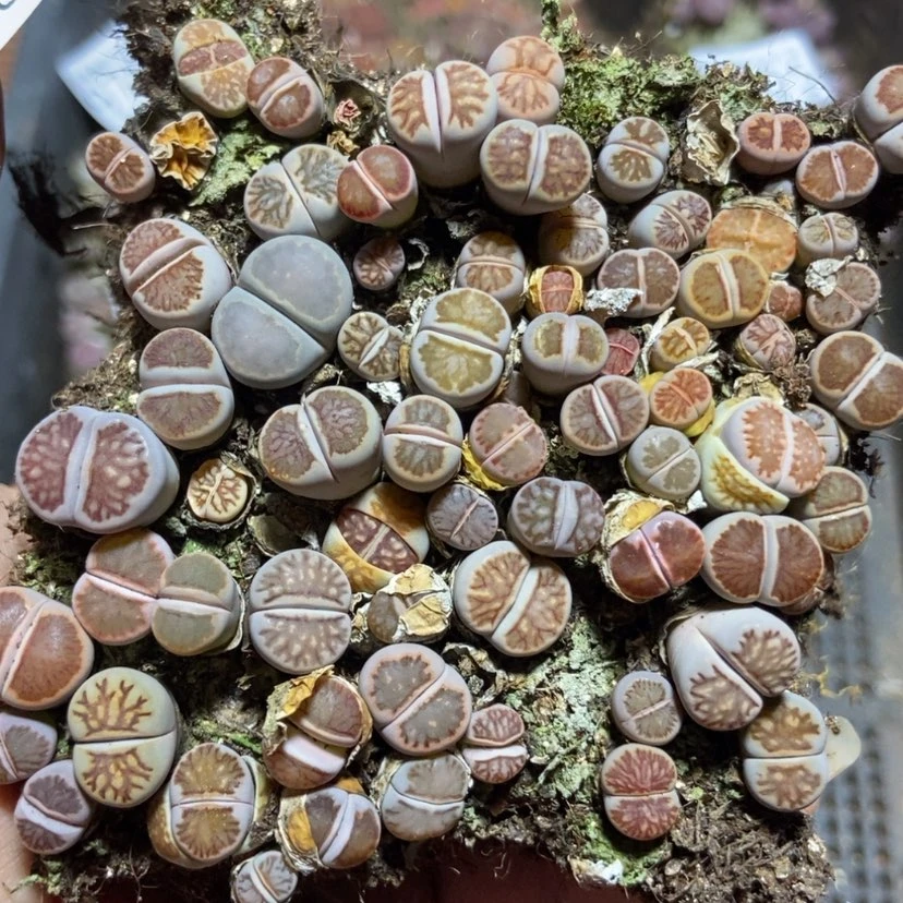 【闪购商品】9707菊切糕