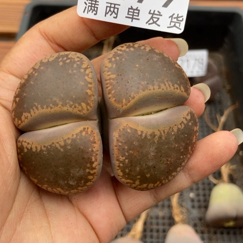 【闪购商品】2179一颗日轮