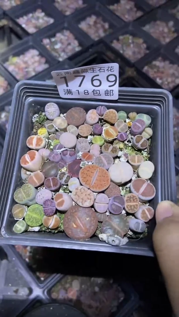 【闪购商品】1769十方混合一盒有疤瑕疵