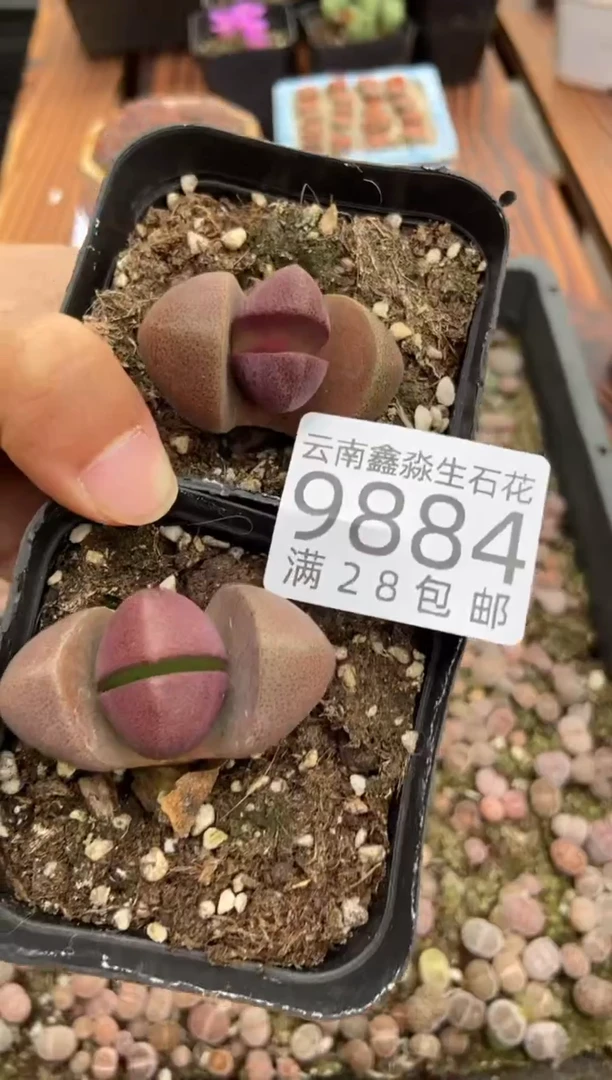 【闪购商品】9884紫帝玉两盒