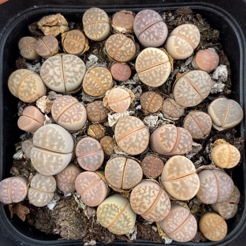 【闪购商品】2125一盒茧型玉