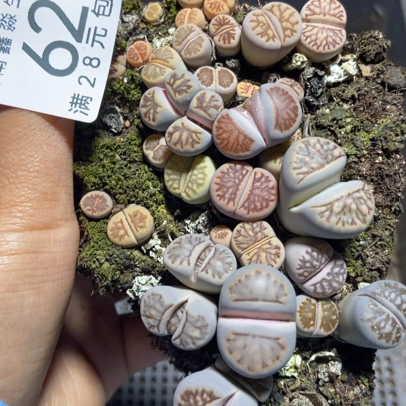 【闪购商品】62菊切糕