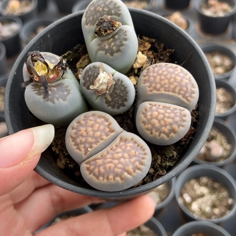 【闪购商品】2291一盒群生