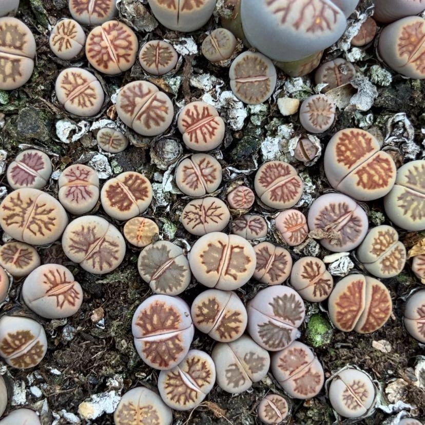 【闪购商品】6484特价菊只带土有疤个头小