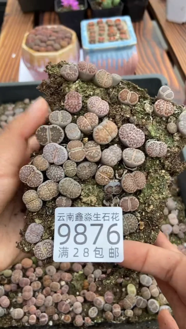 【闪购商品】9876寿丽玉切糕