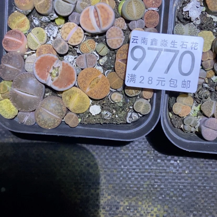 【闪购商品】9770两盒