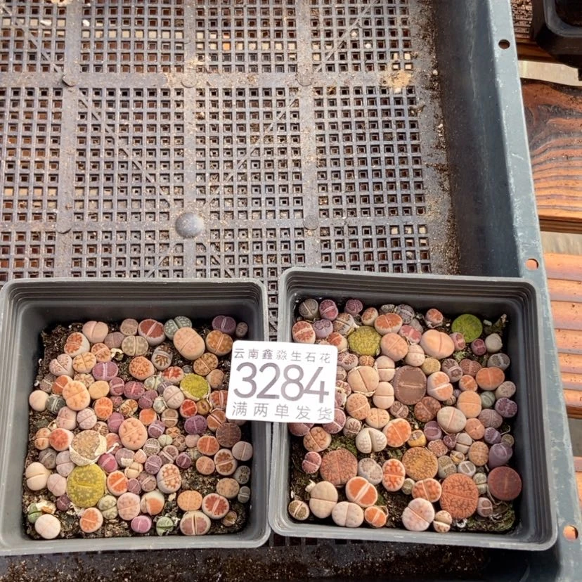 【闪购商品】3284发一盒混合量拍