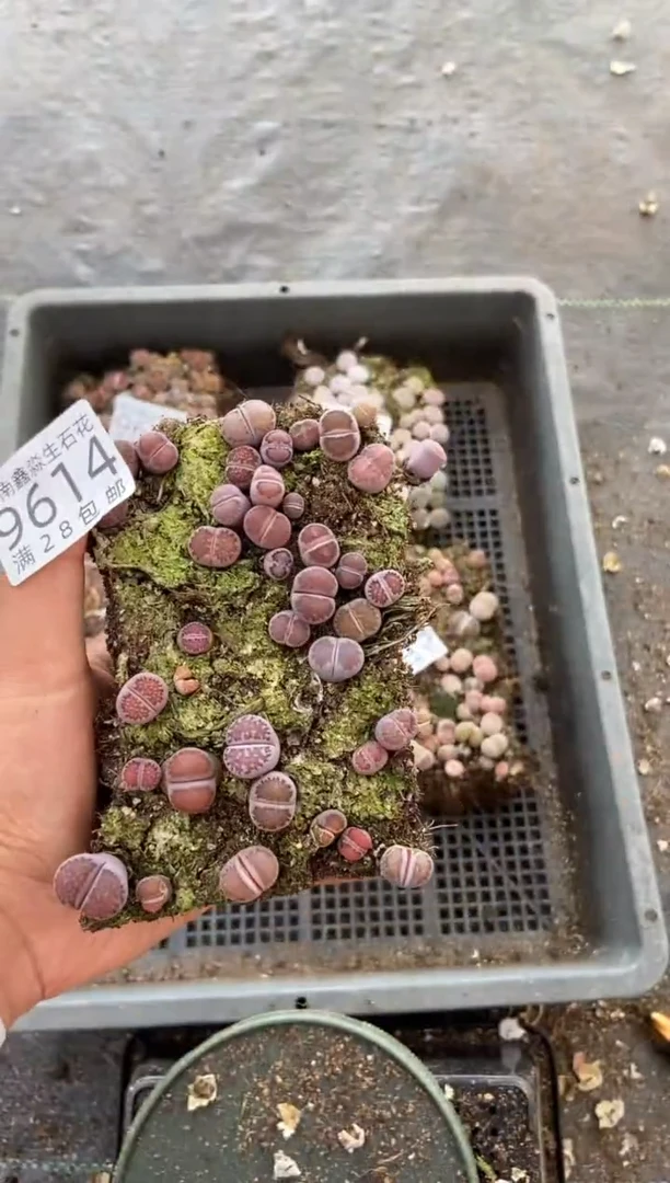 【闪购商品】9614紫色混合切糕有疤痕