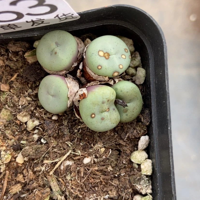 【闪购商品】2263一盒肉锥