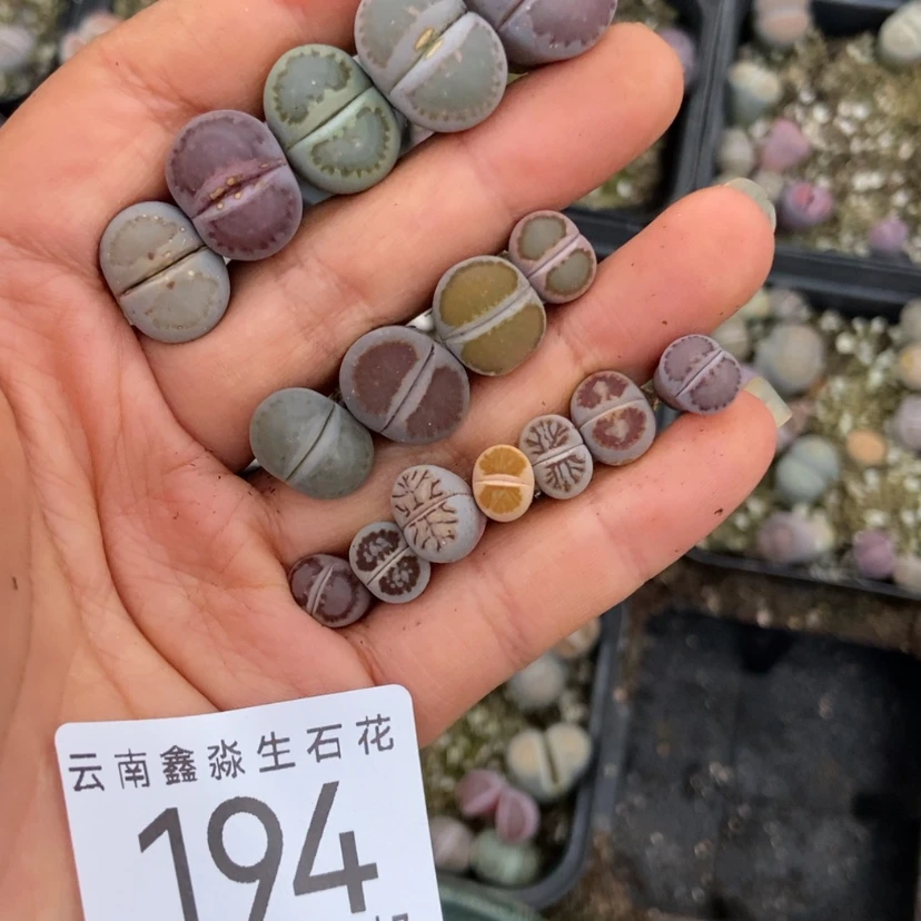 【闪购商品】陈*陈194十六颗