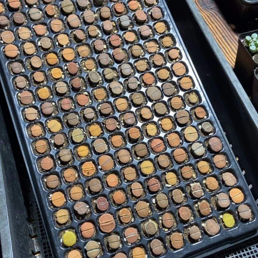 【闪购商品】5056特价20个彩色巴黎玉量拍