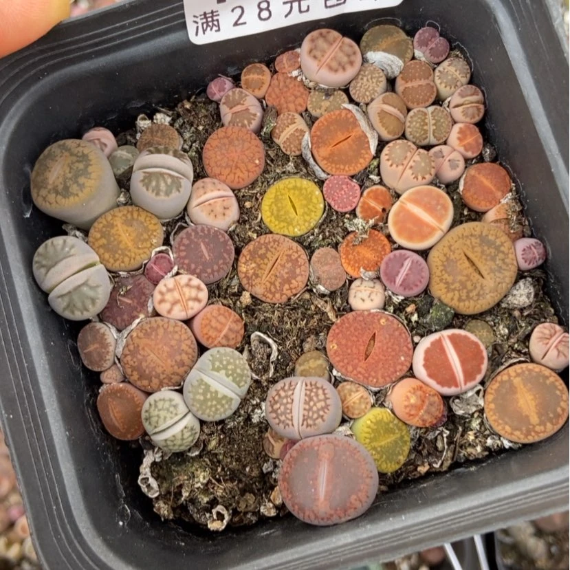 【闪购商品】恒*A1473一盒
