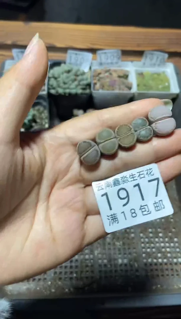 【闪购商品】1917混合一手