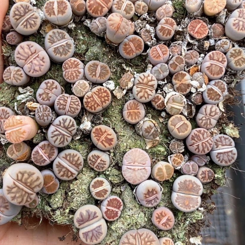 【闪购商品】4616菊切糕