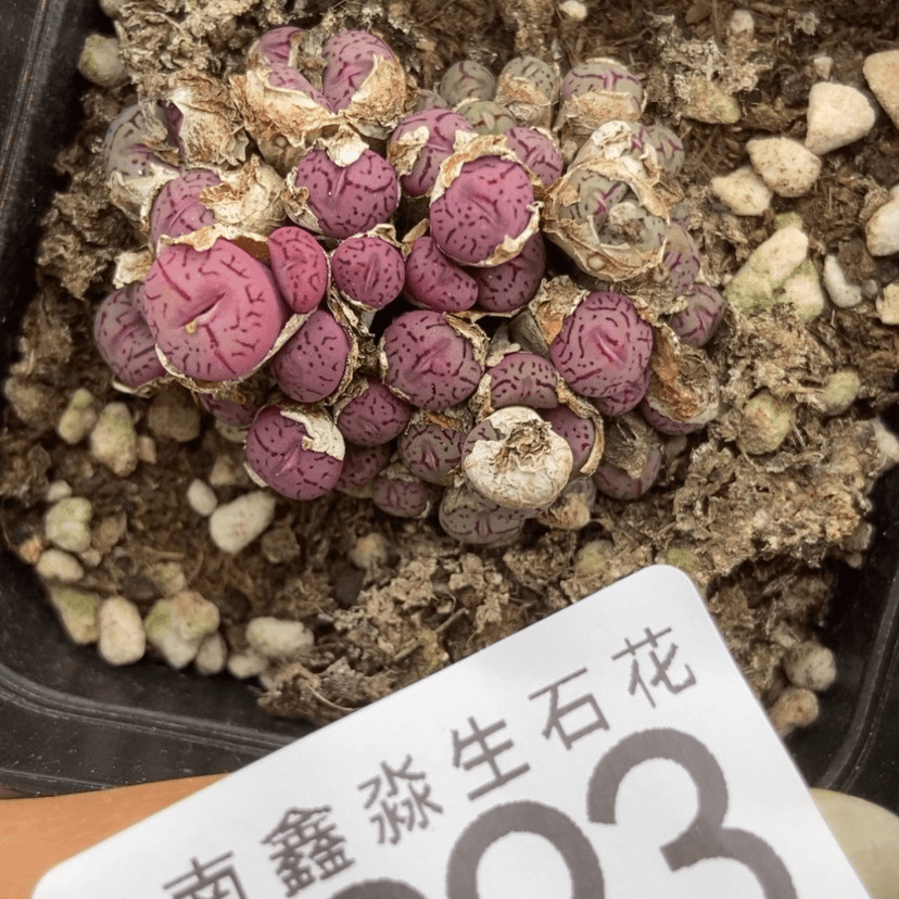 【闪购商品】8293一盒原始墨小锥