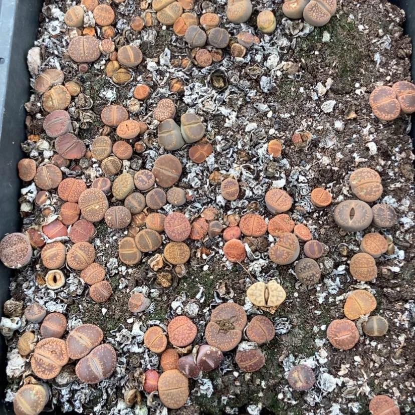 【闪购商品】4458特价日轮脱土有疤长腿个头小