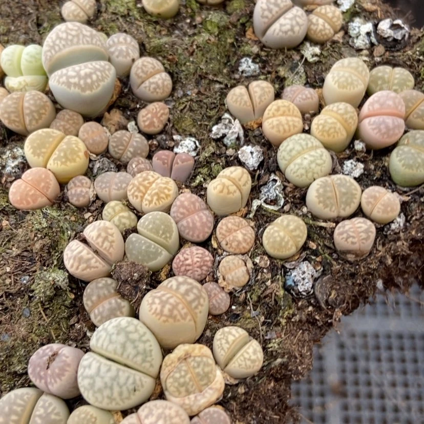 【闪购商品】2616茧型玉切糕