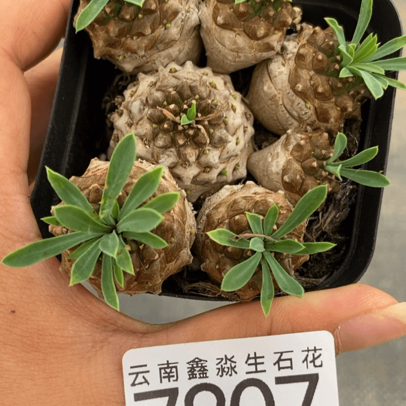 【闪购商品】7807一盒峨眉山