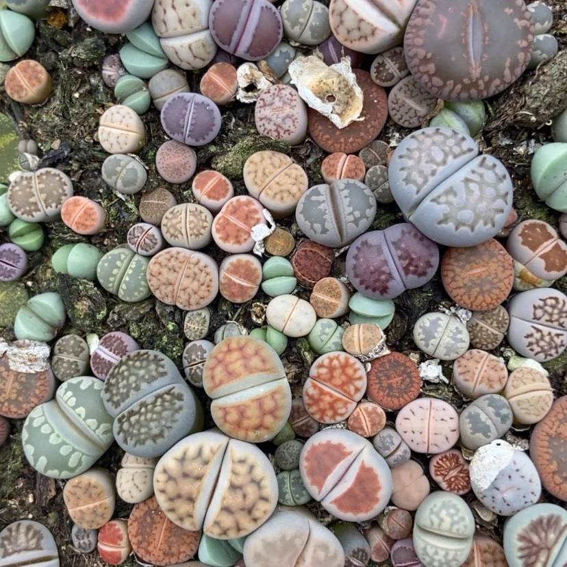 【闪购商品】1797特价混合只带土有疤长腿个头小