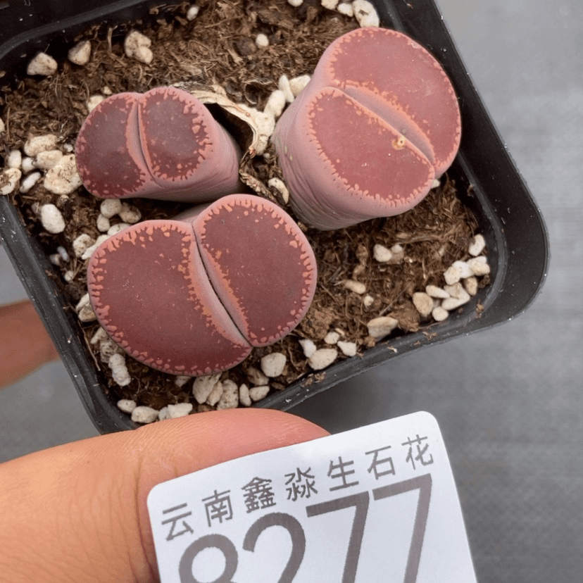 【闪购商品】8277一盒日轮