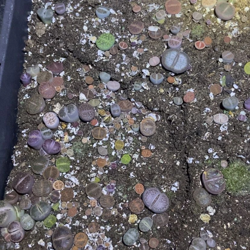 【闪购商品】1849特价混合脱土有疤长腿个头小