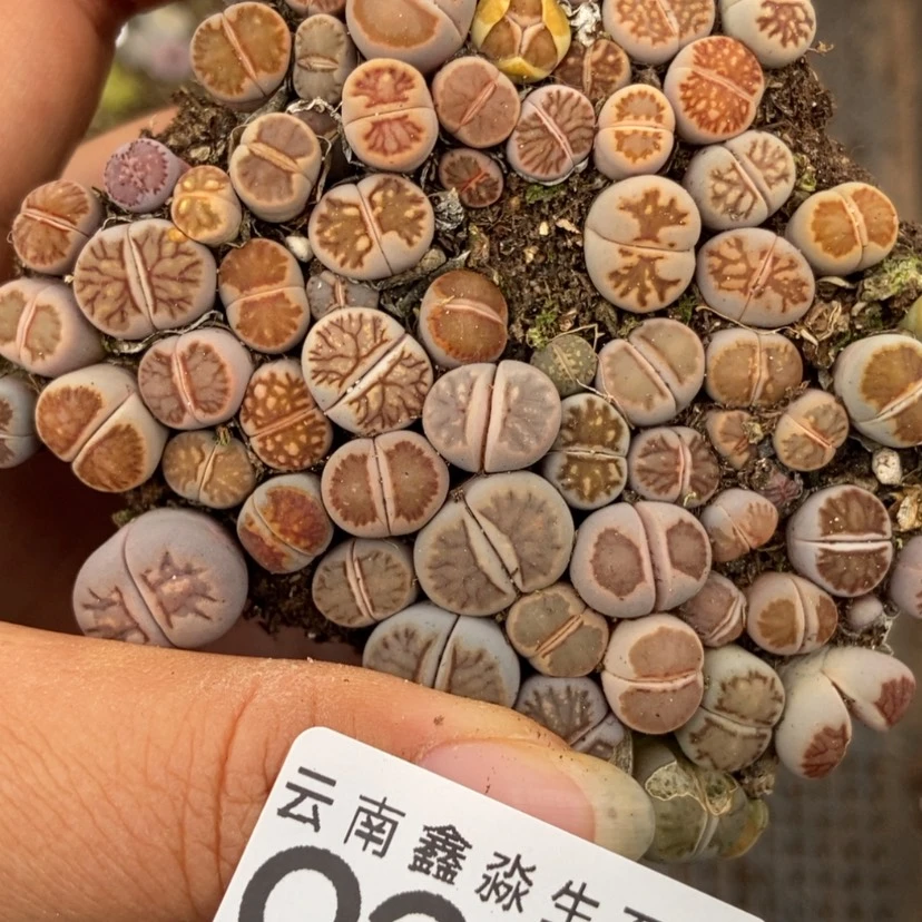 【闪购商品】9242菊切糕