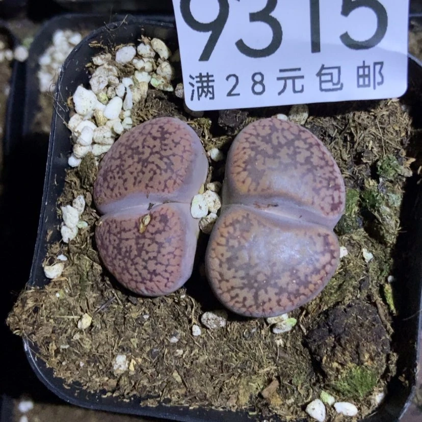 【闪购商品】9315一盒