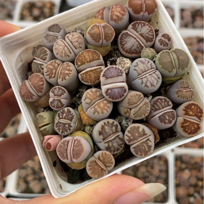 【闪购商品】2558特价菊一盒