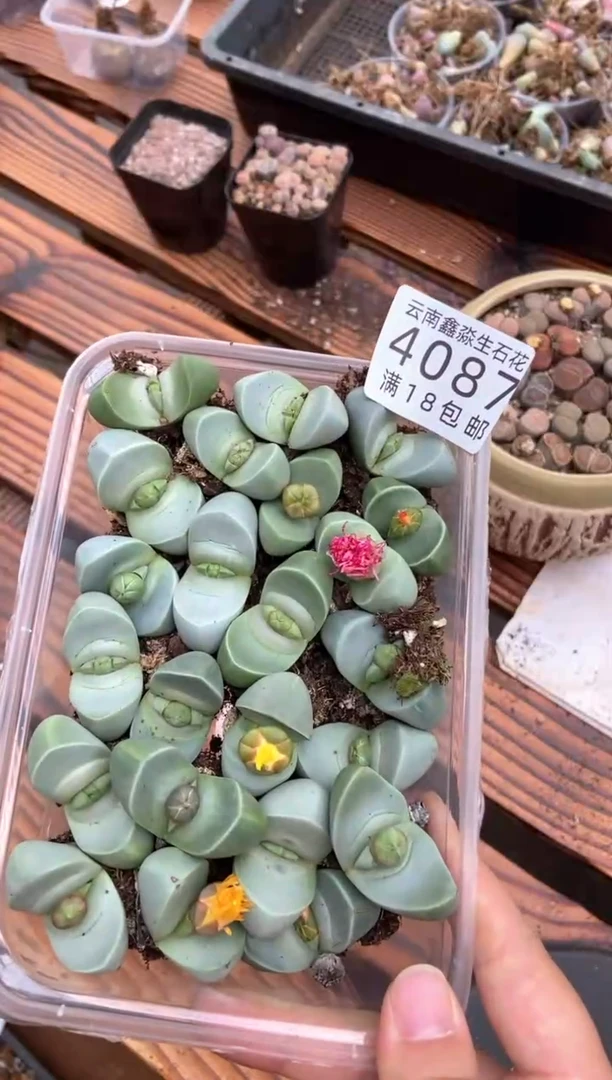 【闪购商品】4087金玲玉带花苞有疤瑕疵发12颗量拍