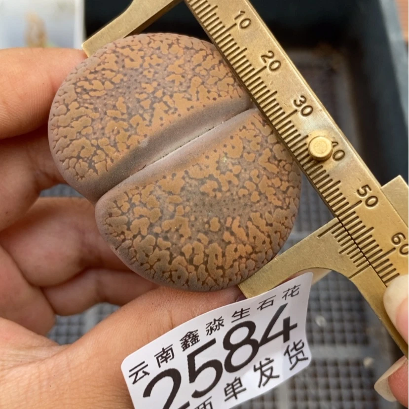 【闪购商品】2584一颗日轮