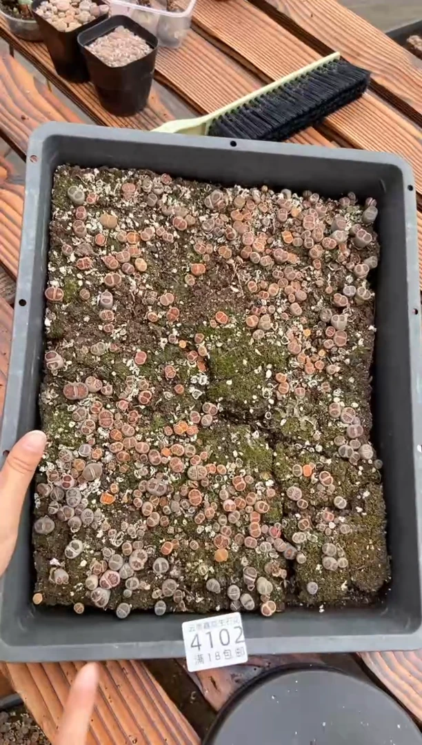 【闪购商品】4102菊框有疤瑕疵个头小带土发货