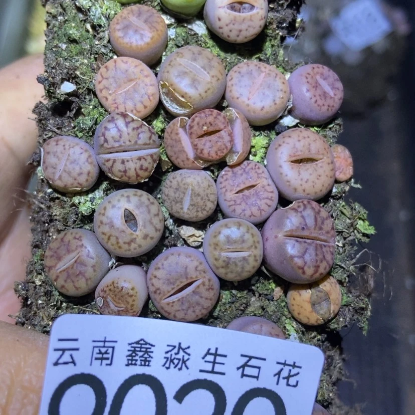 【闪购商品】9020柘榴切糕