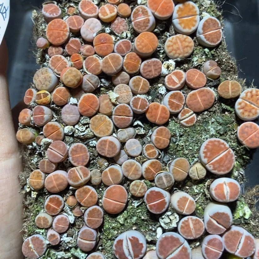 【闪购商品】2193红窗切糕