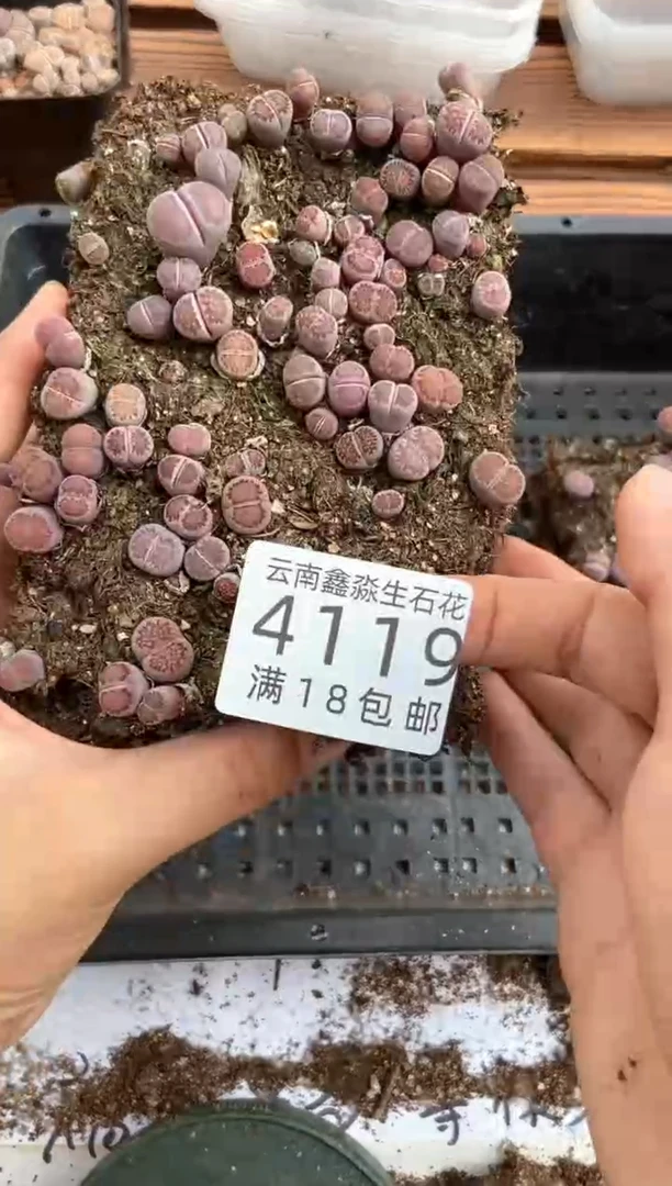 【闪购商品】4119紫色混合切糕有疤瑕疵