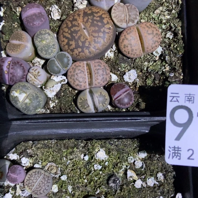 【闪购商品】9100四盒脱土特有疤长腿个头小