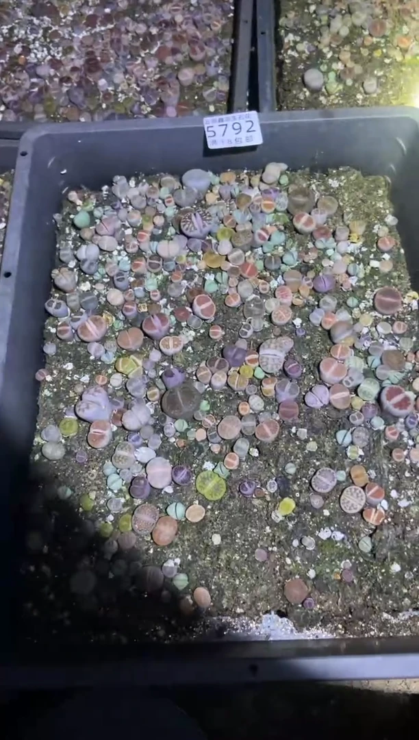 【闪购商品】5792混合一筐带土不带盆有瑕疵