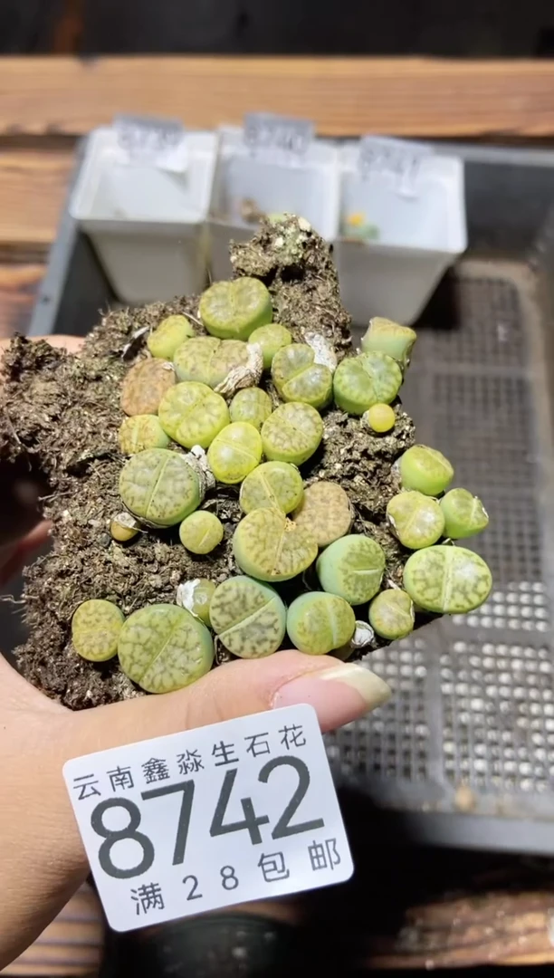 【闪购商品】8742黄明玄切糕微瑕